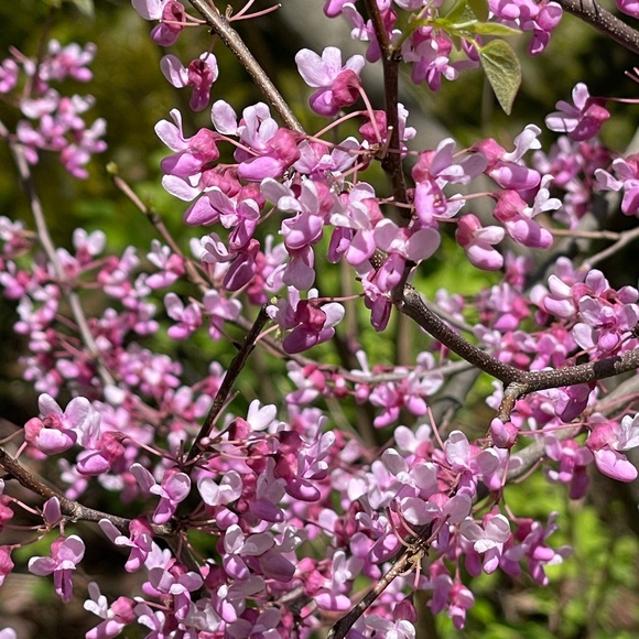 Meet your Posher, Ombre - Picture 1 of 1